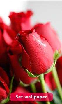 Red Rose Image And Wallpaper screenshot 4