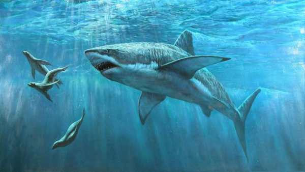 Shark Live Wallpaper screenshot 2