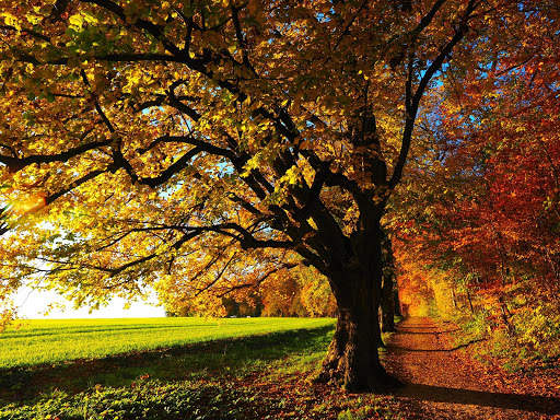 Tree Photo Frames 5 تصوير الشاشة