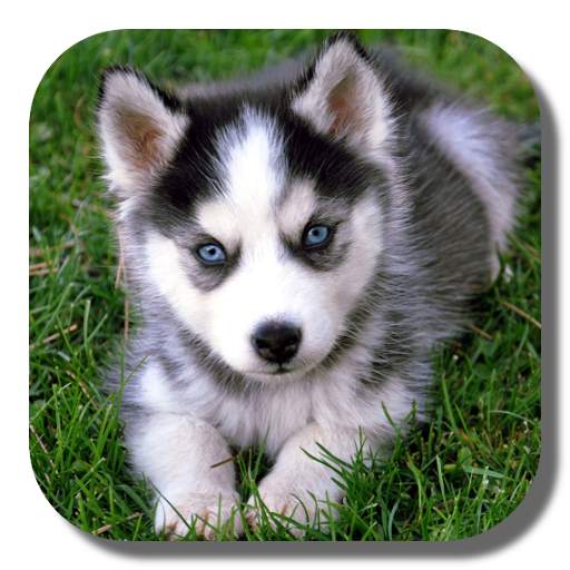 Husky Live Wallpaper 1.8.0