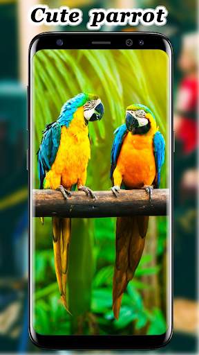 Cute Parrot Wallpaper screenshot 10