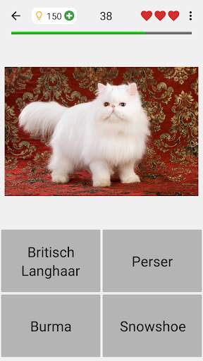 Katzen: Foto-Quiz über alle beliebten Katzenrassen screenshot 4