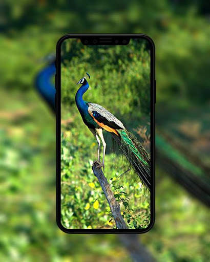 Bird Wallpapers HD स्क्रीनशॉट 8
