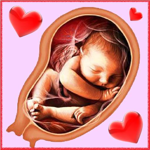 Pregnancy Week by week 8.00005