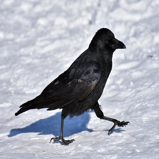 Raven Sound icon