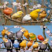 Canary Bird Sounds 1.0