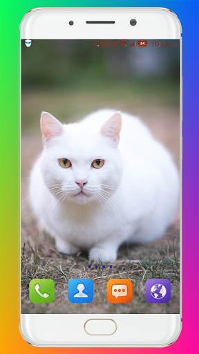 Cat Wallpaper HD screenshot 8