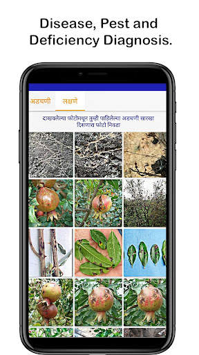 FarmBee - The Pomegranate Expe screenshot 5