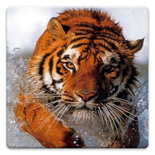 Animal Wallpapers! icon