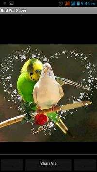 Birds Wallpapers HD Cards screenshot 4