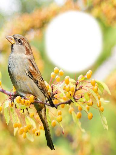 Birds Photo Frames HD स्क्रीनशॉट 11