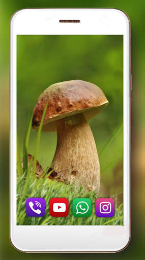 Mushrooms Forest Live Wallpaper screenshot 1