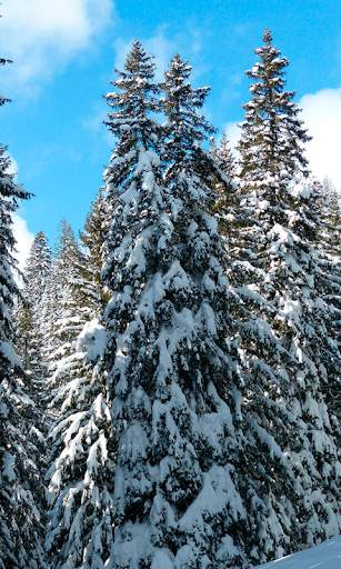 Winter Wallpapers HD (backgrounds & themes) screenshot 1