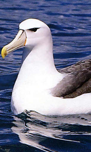 Albatross Live Wallpaper Free screenshot 1