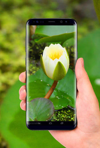 Lotus 3D Live Wallpaper screenshot 4