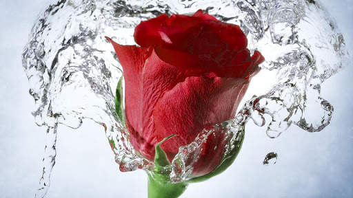Red Rose Live Wallpaper screenshot 6