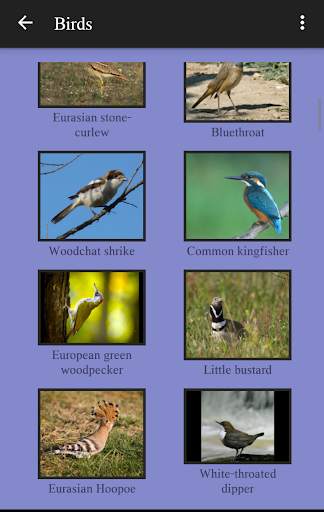 104 Birds Quiz screenshot 7