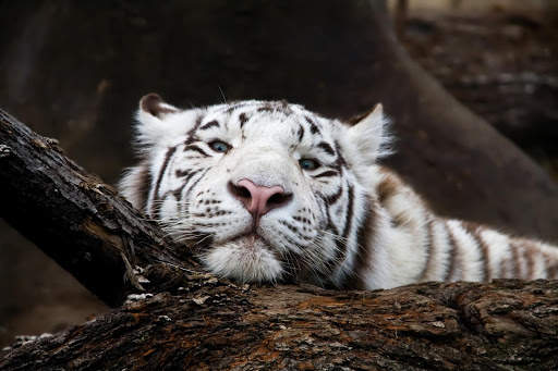 White Tiger Live Wallpaper (Backgrounds) 5 تصوير الشاشة