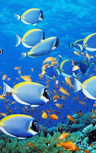 HD Ocean Fish Live Wallpaper screenshot 1
