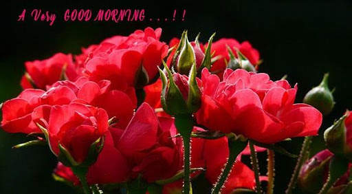 Good morning Flower Images Colorful Roses 4K 6 تصوير الشاشة
