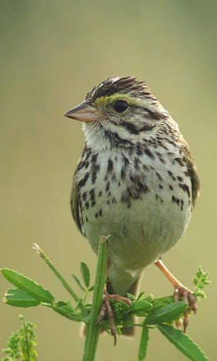 Talking Sparrow Free LWP screenshot 1