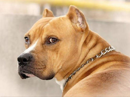 Pitbull HD Wallpaper 2020 screenshot 4