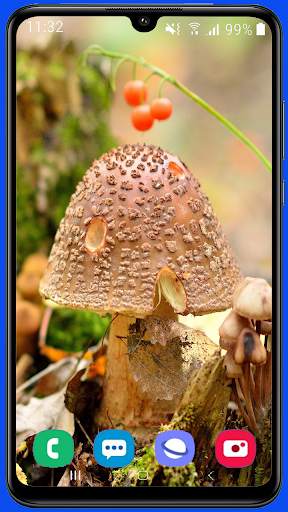 Mushroom Wallpaper Best HD screenshot 1