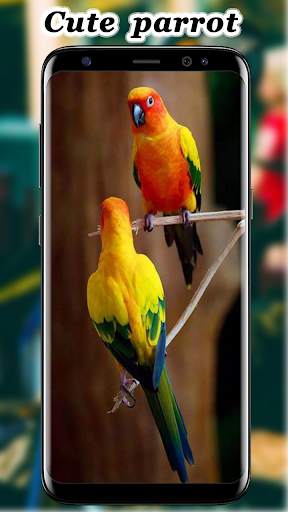 Cute Parrot Wallpaper screenshot 14