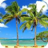 Palm Tree Wallpapers 1.2