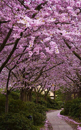 Spring Flowers Live Wallpaper screenshot 8