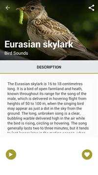 Birds Sound : Morocco screenshot 3