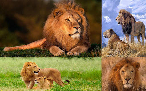 Lions HD Wallpaper screenshot 4