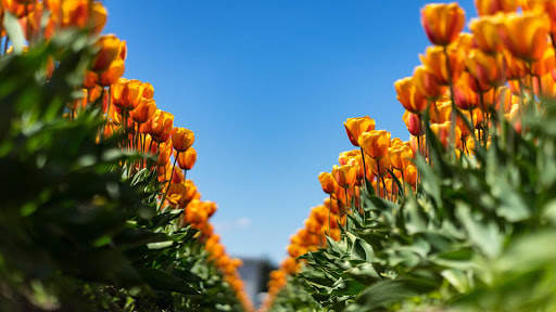 Tulips Wallpapers HD & 4k Backgrounds screenshot 11