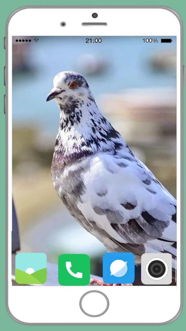 Pigeon Full HD Wallpaper screenshot 7