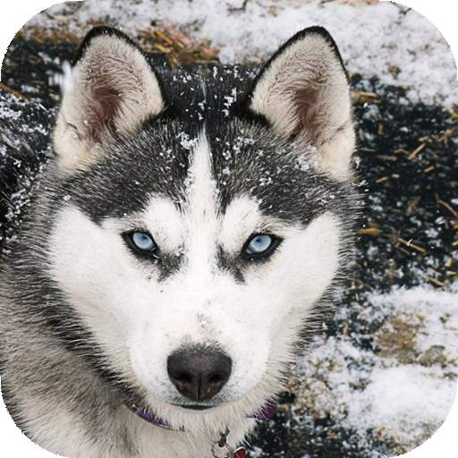 Husky Live Wallpaper (wallpapers & backgrounds) 16.0