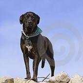 My Dog 2.5