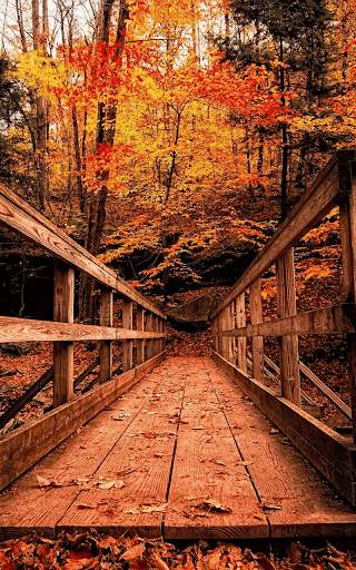 Autumn Live Wallpaper HD screenshot 7