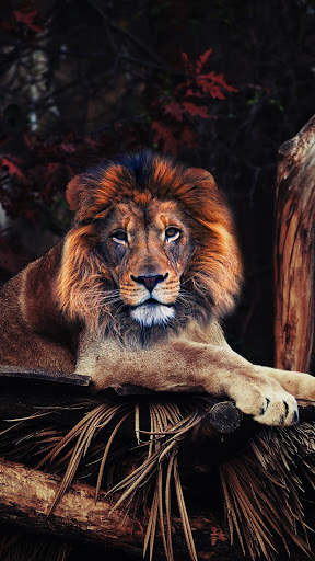 Wild Lion Live Wallpaper screenshot 6