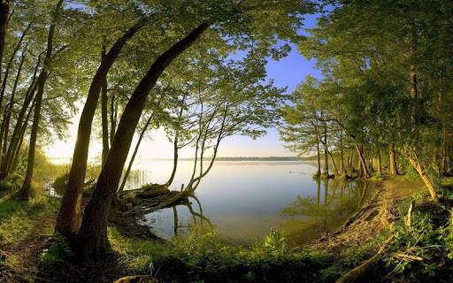 Green Nature HD Wallpaper screenshot 2
