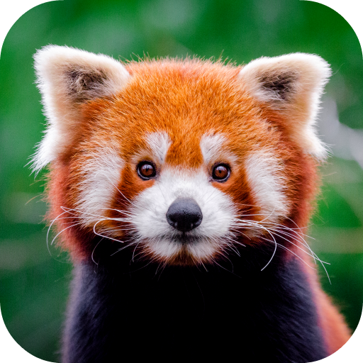 Red Panda Wallpaper icon