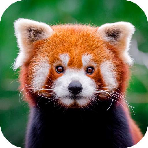 Red Panda Wallpaper 1.0
