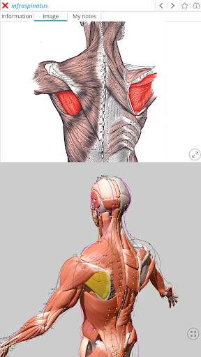 Visual Acupuncture 3D स्क्रीनशॉट 3