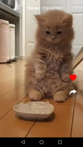 Kit Kot : Funny Cat Videos screenshot 5