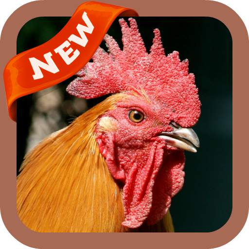 Cock Wallpaper 3.0