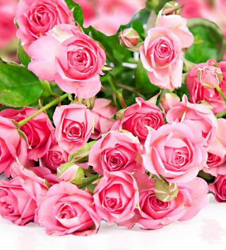 Rose Wallpapers screenshot 3
