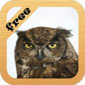 Furious Birds Live Wallpaper 1.4