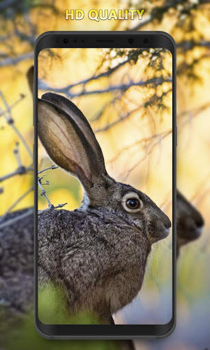 Rabbit Wallpaper screenshot 7