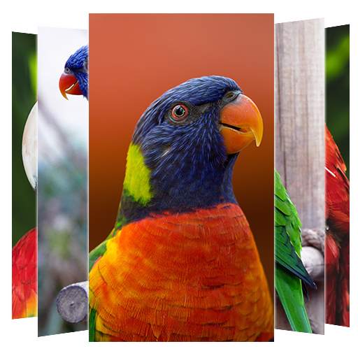 Parrot Wallpaper 1.4