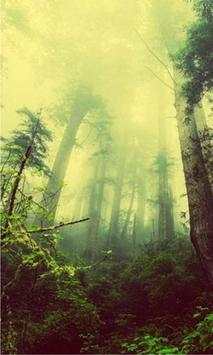 Forest Gallery live wallpaper screenshot 2