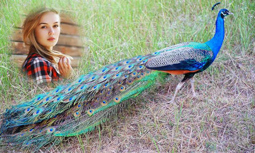 Peacock Photo Frames 3 تصوير الشاشة
